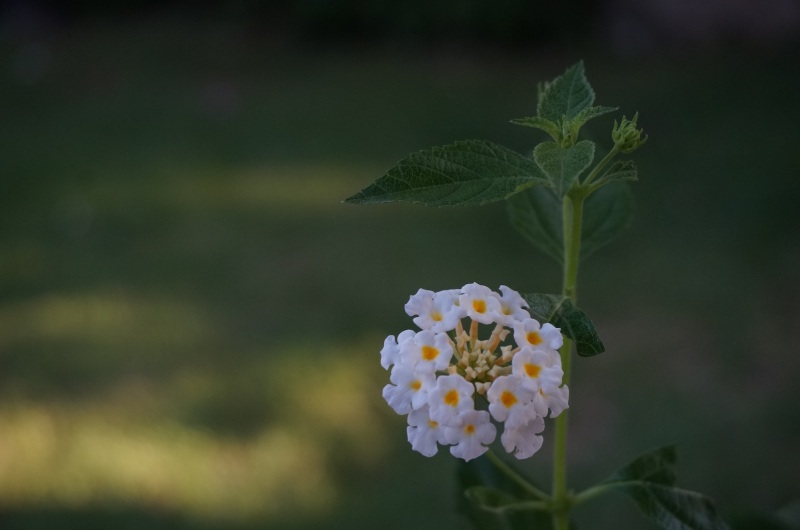 White flower1