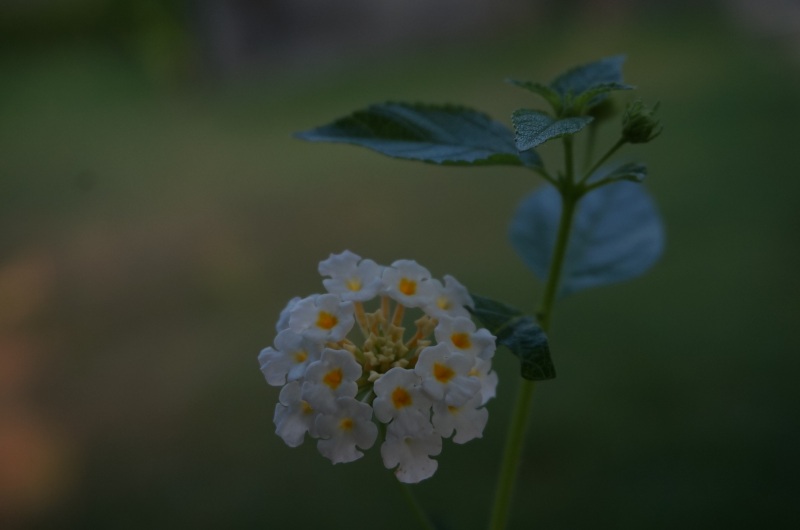 White flower2